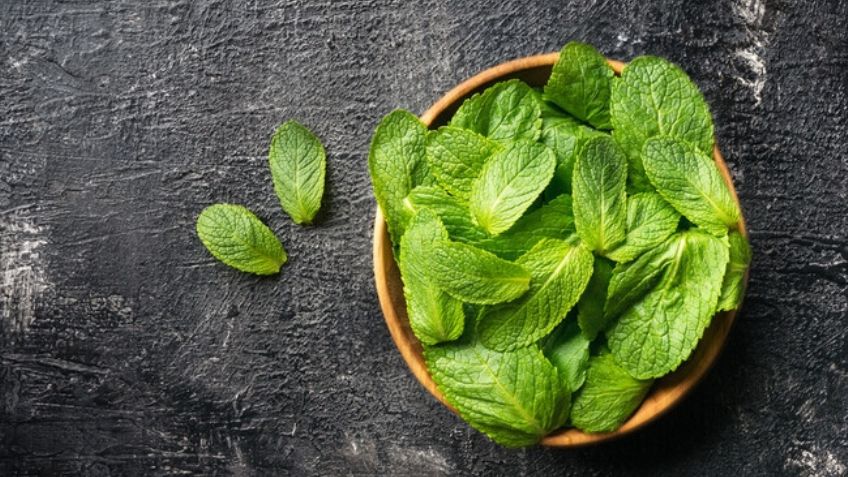 5 maravillosos usos medicinales que tiene la menta; un remedio natural y eficaz