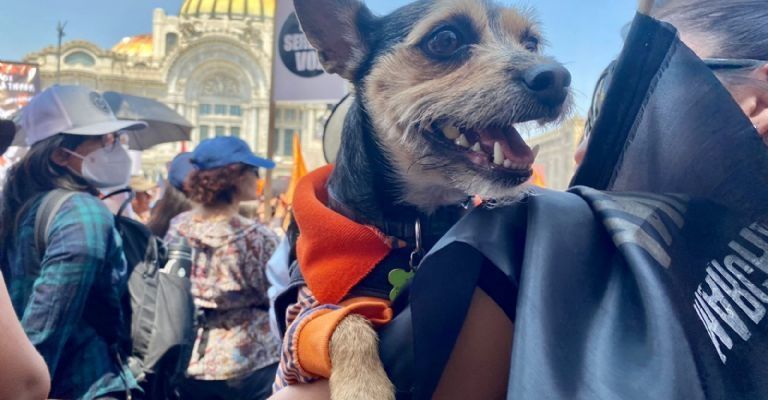 Marcha en Ciudad de México contra el Maltrato Animal