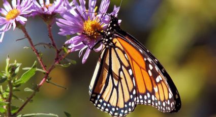 La Mariposa Monarca abandona el Estado de México; migración disminuyó 60% en 2023