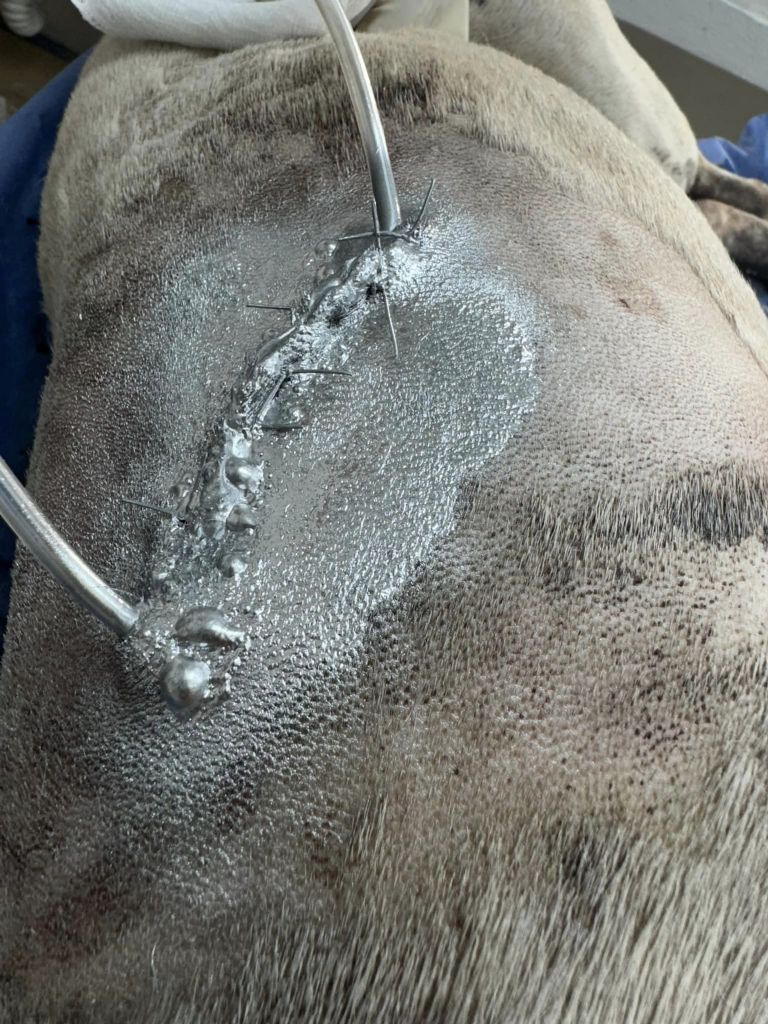 Conmoción en Escobedo: Muere 'Randy', el perrito acuchillado; la comunidad exige justicia