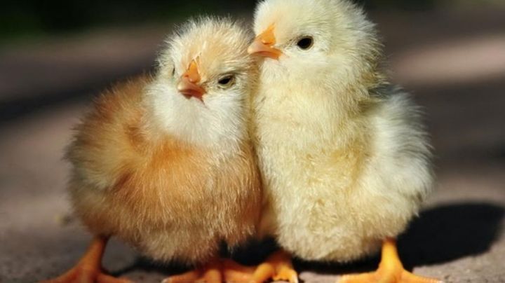 Polémica por el uso de pollitos vivos como decoración en una fiesta infantil en México