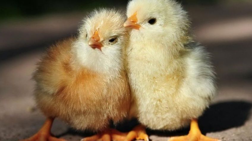 Polémica por el uso de pollitos vivos como decoración en una fiesta infantil en México