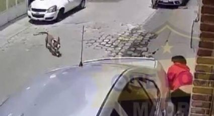 VIDEO: Perros Pitbull atacan a mujer y a su perrito en Ecatepec, termina en el hospital