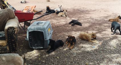 Piden campaña de esterilización por aumento de perros callejeros en Guaymas y Empalme
