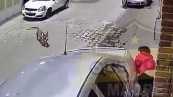 VIDEO: Perros Pitbull atacan a mujer y a su perrito en Ecatepec, termina en el hospital