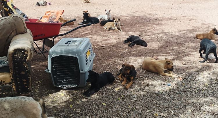 Piden campaña de esterilización por aumento de perros callejeros en Guaymas y Empalme