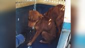 Rescatan a dos perros víctimas de maltrato animal en Ciudad Obregón; estaban en los huesos