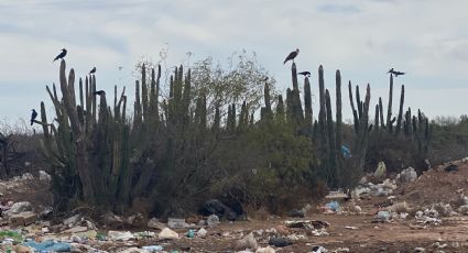 Pitayales en el Sur de Sonora, un recurso natural en peligro de extinción