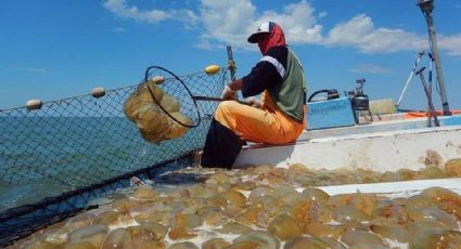 Pescadores iniciarán captura aguamala el próximo 13 de marzo en Guaymas y Empalme 