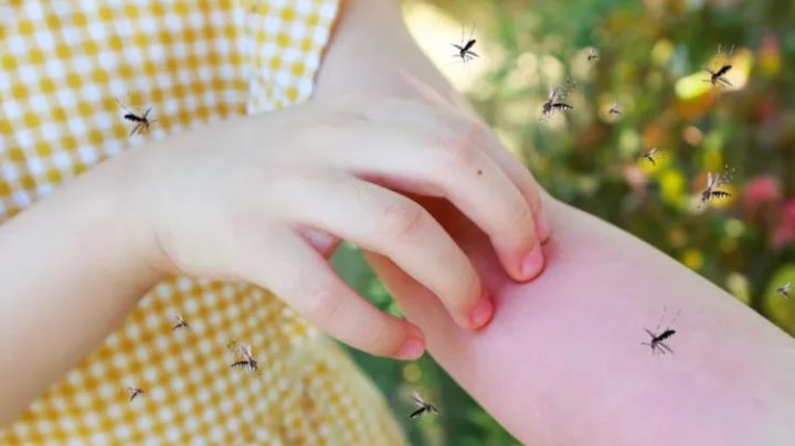 5 consejos para evitar que los mosquitos entren en casa esta primavera
