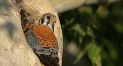 ¡Alerta en el mundo!  Aves de los parques de Nueva York son detectadas con gripe aviar