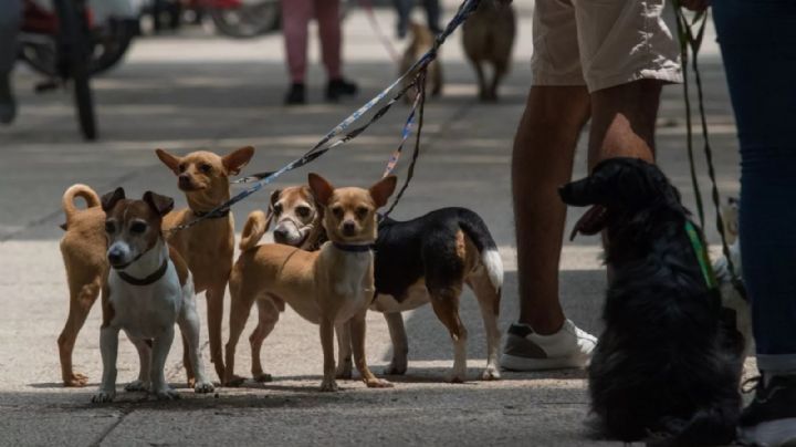 Todo lo que debes saber sobre el registro CURP para mascotas en CDMX y no ser multado