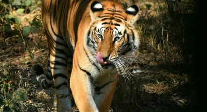 Preocupación por estado de salud de tigre en Zoológico de Reynosa: Video viral genera interrogantes