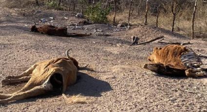Ganaderos de Álamos denuncian abandono al campo ante grave sequía en Sonora