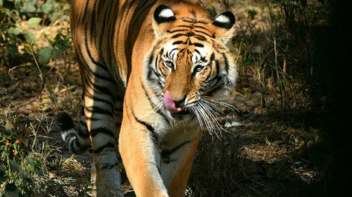 Preocupación por estado de salud de tigre en Zoológico de Reynosa: Video viral genera interrogantes