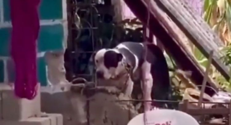 Perro pitbull ataca a adolescente y a niña de 6 años, dejándolas con heridas graves