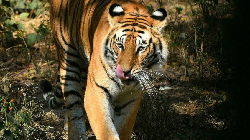Preocupación por estado de salud de tigre en Zoológico de Reynosa: Video viral genera interrogantes