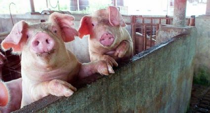 Porcicultura en Sonora enfrenta su mayor crisis por regulación de carne en EU