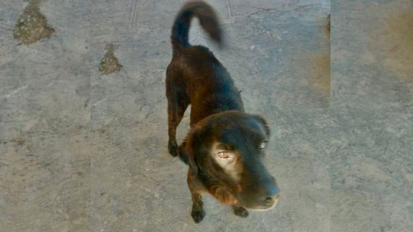 Detienen a hombre que atacó con un machete al perro 'Negrito' y dictan prisión preventiva