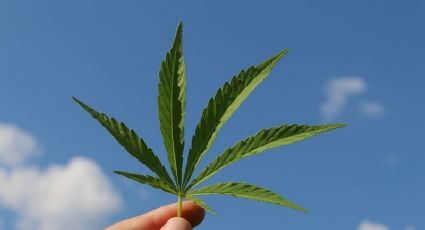 Día Internacional de la Marihuana 2024: Beneficios y mitos de su uso ¿Hace daño?