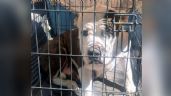 Rescatan a perra pitbull víctima de maltrato animal en Ciudad Obregón; está recién parida