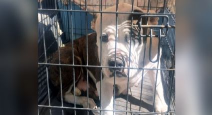 Rescatan a perra pitbull víctima de maltrato animal en Ciudad Obregón; está recién parida