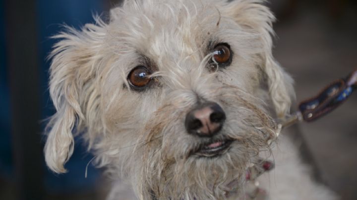 Aumentan casos de maltrato animal en el Estado de México, así puedes denunciarlos