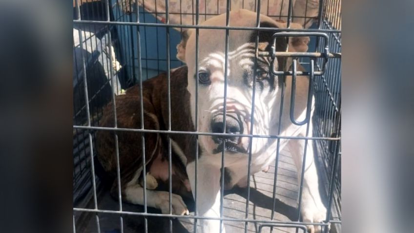 Rescatan a perra pitbull víctima de maltrato animal en Ciudad Obregón; está recién parida