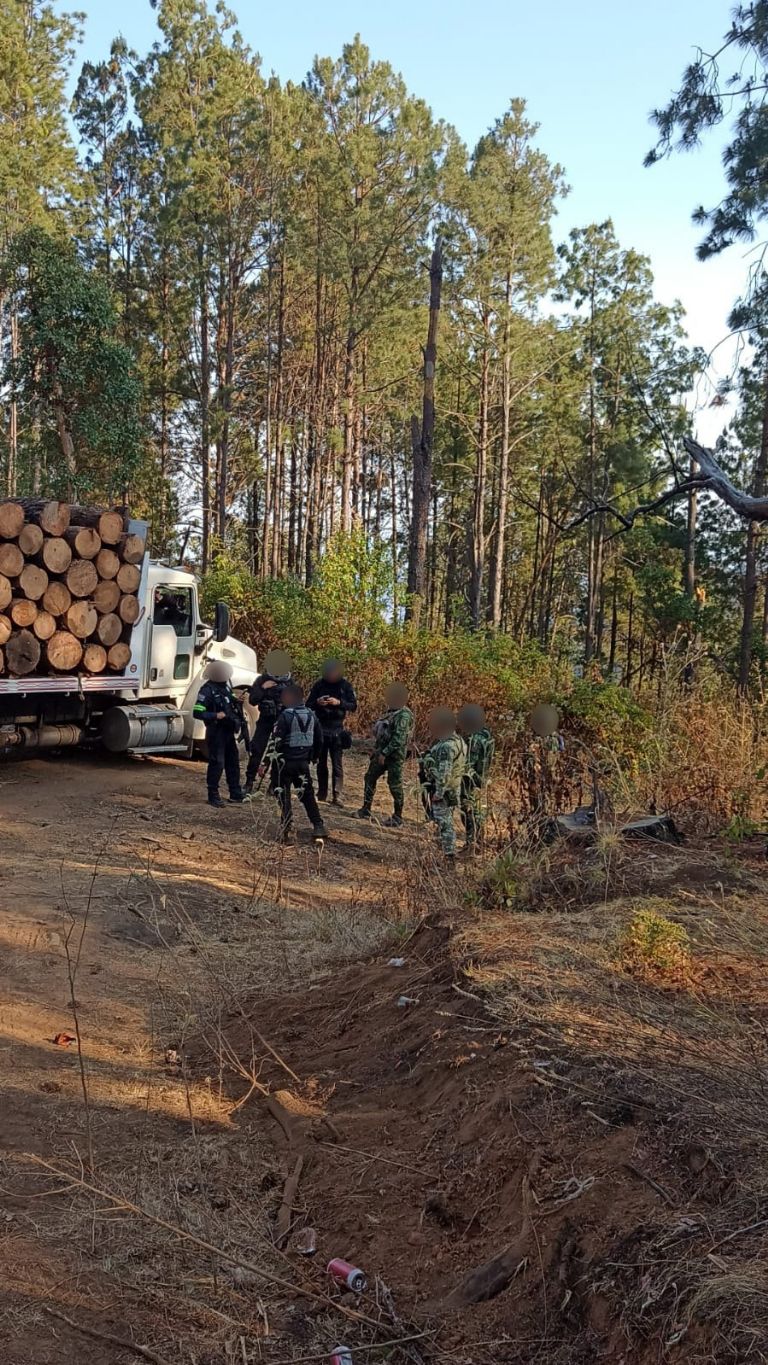 Tala clandestina en Edomex