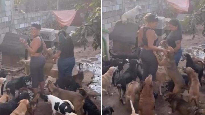 Tras adopciones masivas de perritos, recuerdan cuando Niurka aceptó sacrificar animales