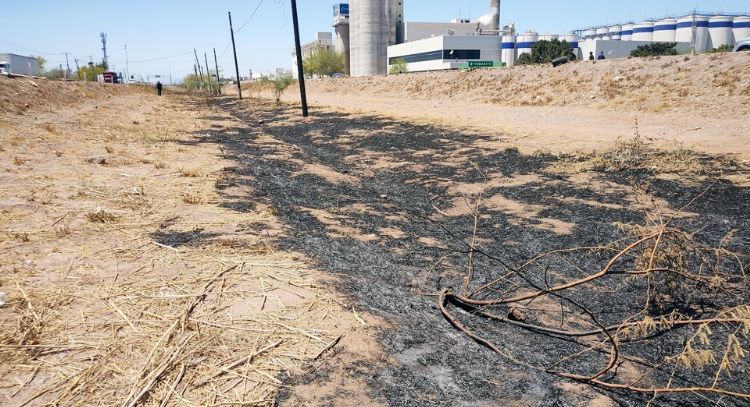 Incendian decenas de árboles de programa de reforestación en Ciudad Obregón