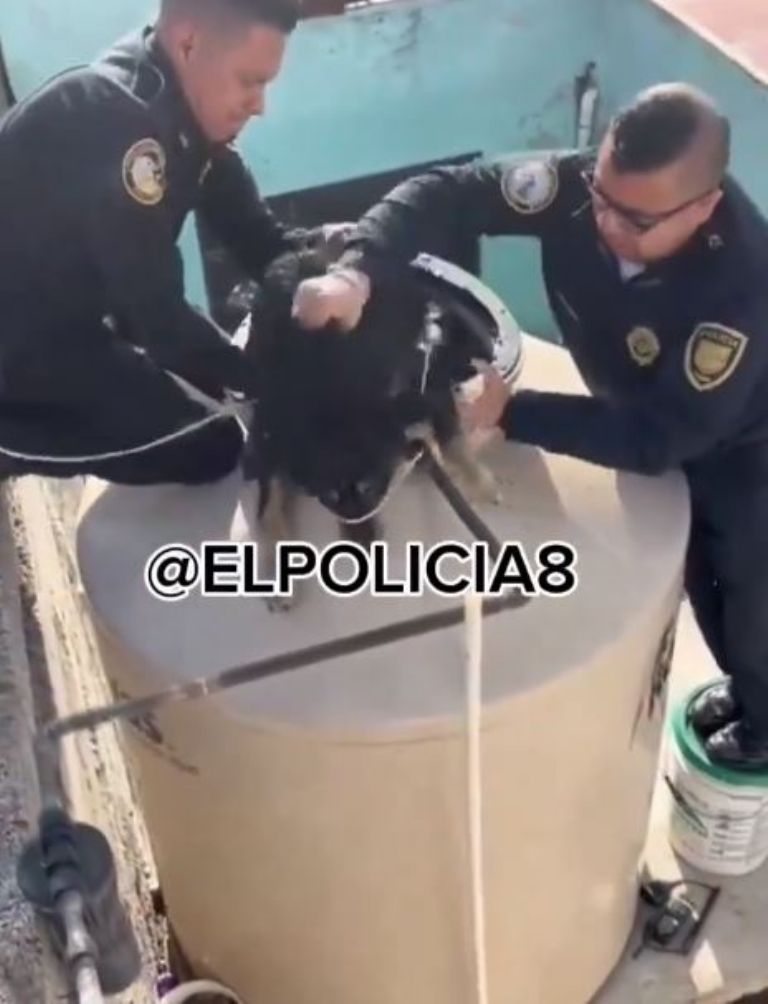 Perrito rescatado de tinaco en CDMX