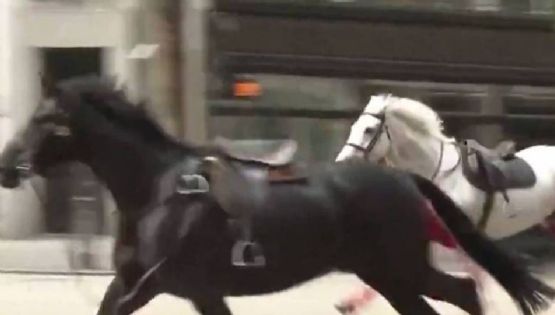 Se desata estampida de caballos en Londres y deja a 5 personas heridas en un caótico incidente