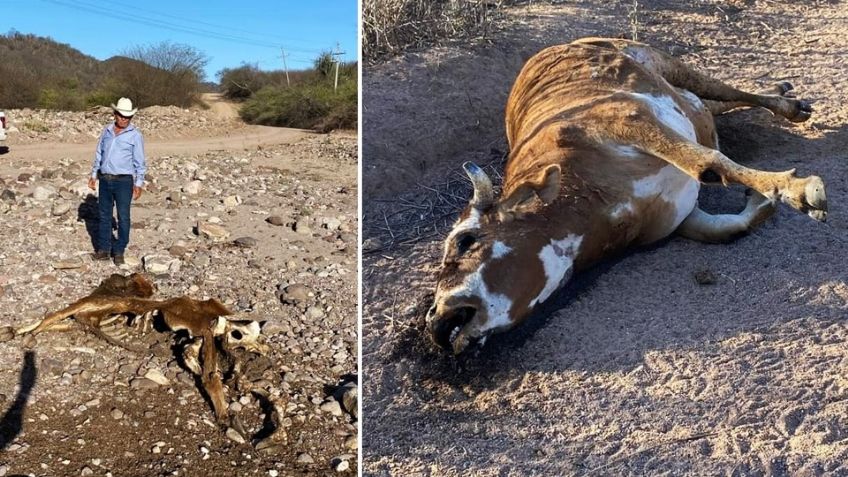 Actividad ganadera en la Región del Mayo está en riesgo de desaparecer por la sequía