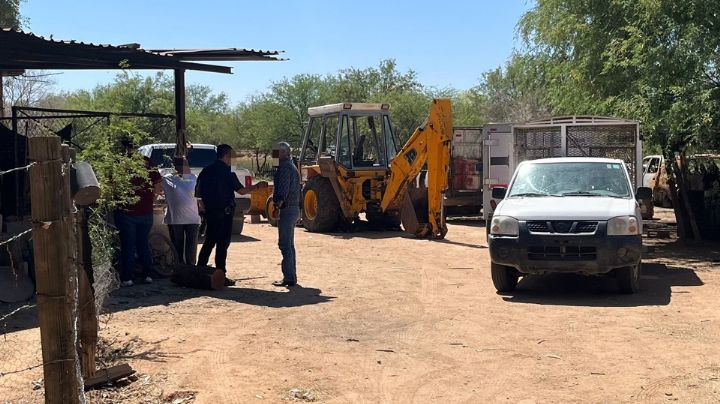 Fiscalía investiga hallazgo de animales muertos y otros heridos en rancho de Hermosillo