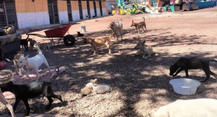Refugio animal municipal tiene ‘cupo lleno’, piden realizar adopciones a ciudadanos 
