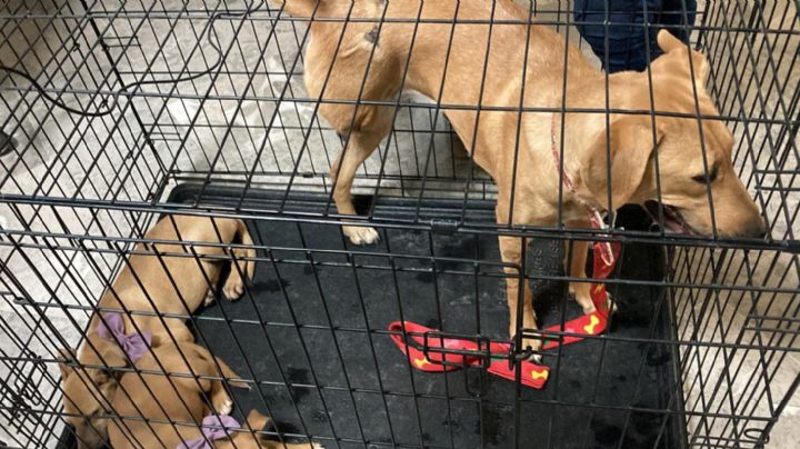 Solicitan esterilización masiva de mascotas en Ciudad Obregón