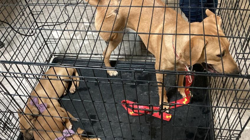 Solicitan esterilización masiva de mascotas en Ciudad Obregón