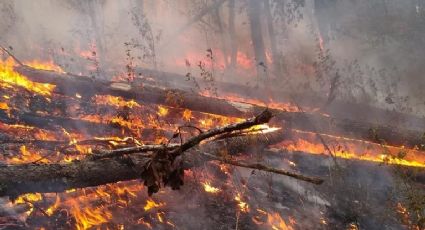 CDMX, Edomex y Michoacán se unen para luchar contra los incendios forestales