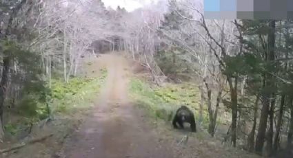 Aterrador ataque animal: Un oso embiste un vehículo en Hokkaido, Japón y esto sucedió