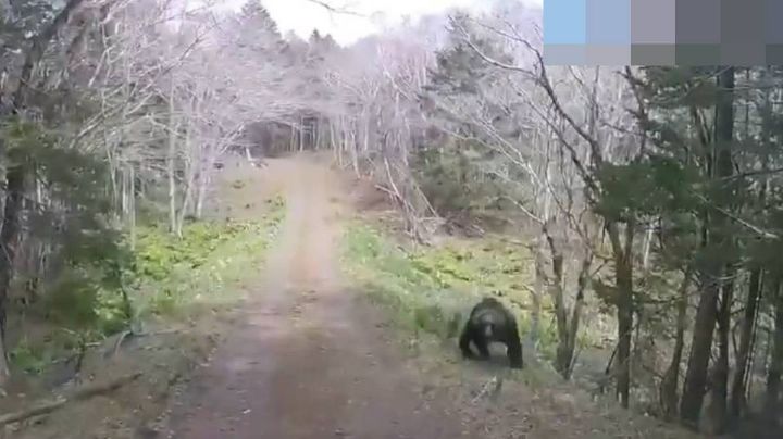 Aterrador ataque animal: Un oso embiste un vehículo en Hokkaido, Japón y esto sucedió