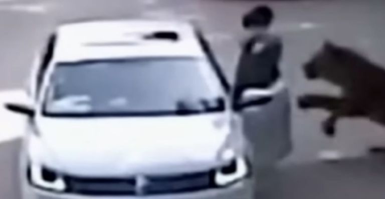 Mujer es atacada por tigres en un safari