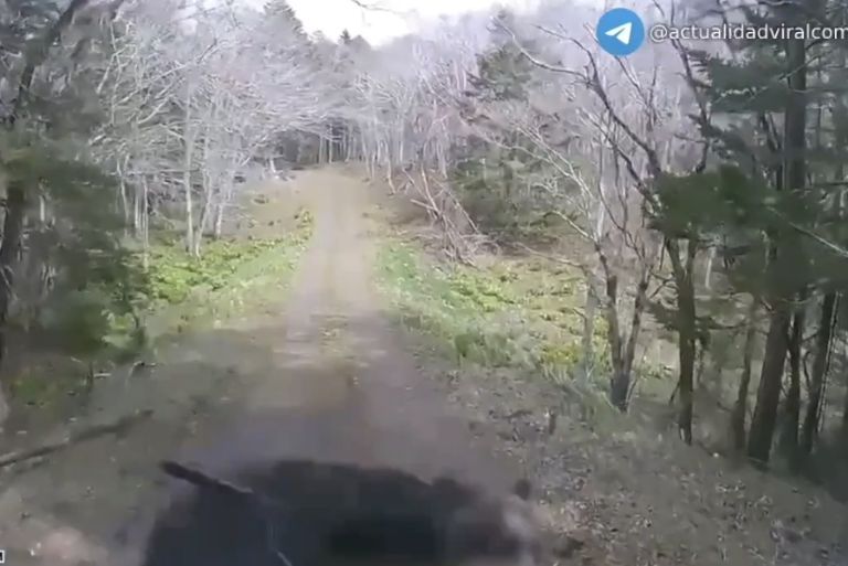 Violento Oso Ataca a Automovilista: Vehículo Destrozado en Impactante Encuentro en Japón