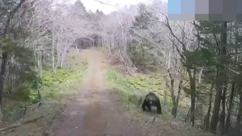 Aterrador ataque animal: Un oso embiste un vehículo en Hokkaido, Japón y esto sucedió