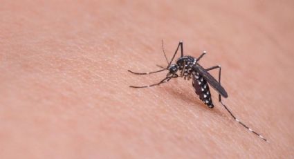 Preocupa en Michoacán el aumento de casos de dengue; más de 500 casos positivos reportados