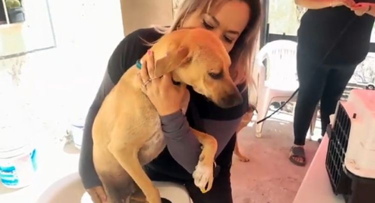 Esmeralda Baca rescata animales en las calles de Guaymas y promueve su adopción