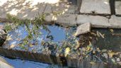 Foto ilustrativa de la nota titulada Sonora: En la Prados de la Laguna sufren por los drenajes colapsados