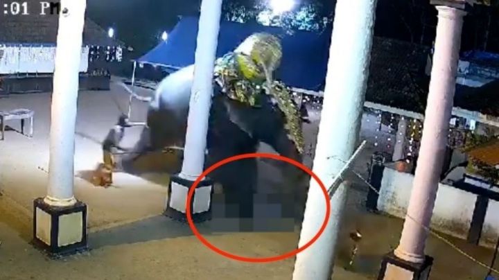 FUERTES IMÁGENES: Elefante aplasta a un hombre y lo mata en show en vivo en la India