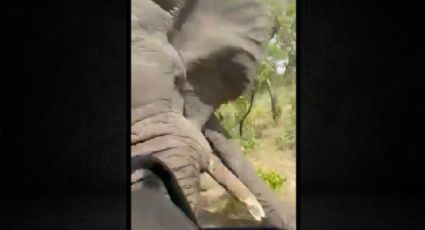 Tragedia en safari: Mujer de 79 años muere en Zambia tras embestida de elefante