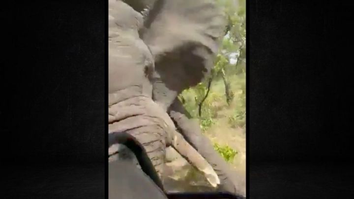 Tragedia en safari: Mujer de 79 años muere en Zambia tras embestida de elefante
